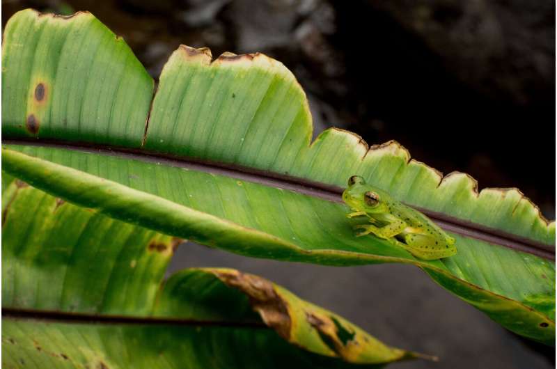 Bristol scientists see through glass frogs' translucent camouflage