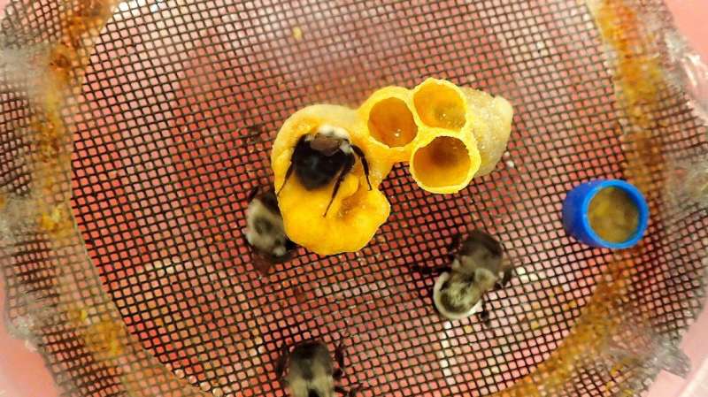 Bumblebees aversion to pumpkin pollen may help plants thrive