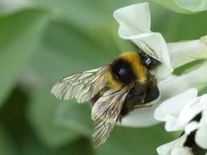 Bumblebees benefit from faba bean cultivation