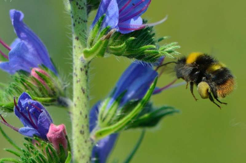Bumble bees prefer a low-fat diet