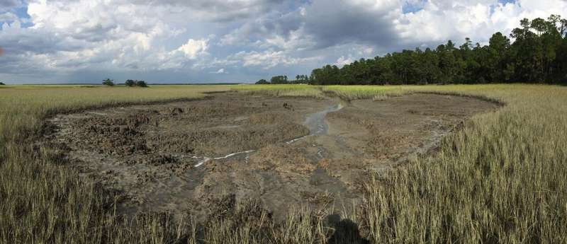 Burrowing crabs reshaping salt marshes, with climate change to blame