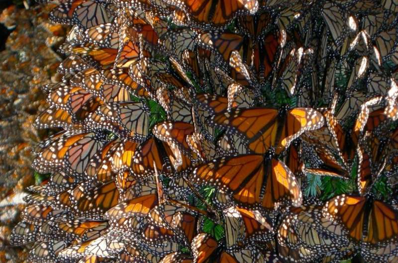 Butterfly genomics: Monarchs migrate and fly differently, but meet up and mate