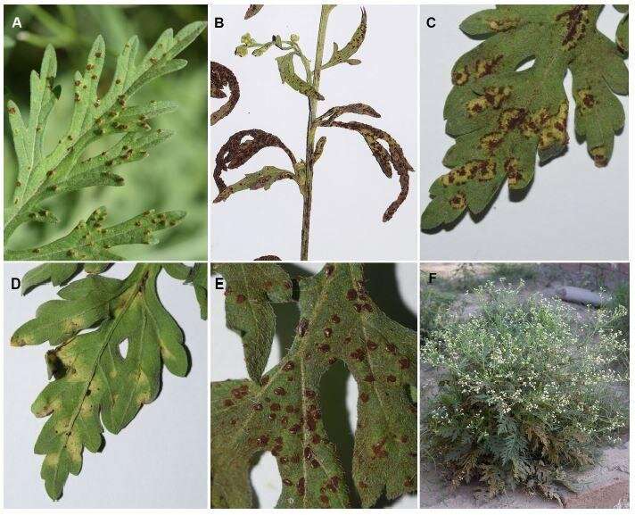 CABI scientists help discover new biological control for noxious parthenium weed in Pakistan