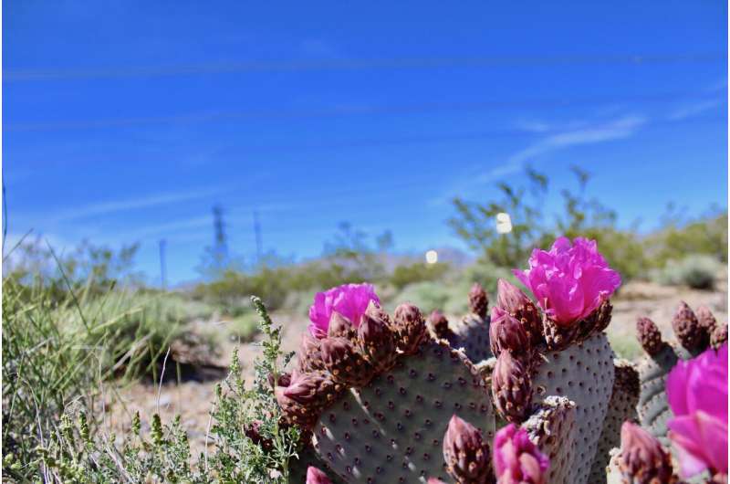 Cacti and other iconic desert plants threatened by solar development