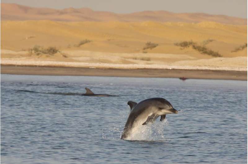 Call of the wild: Individual dolphin calls used to estimate population size and movement