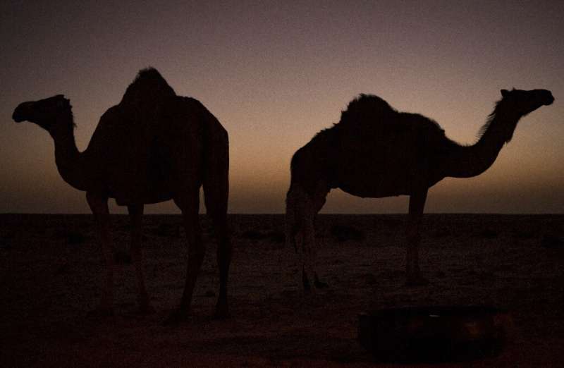 Camels were first introduced to Australia in the 1840s to aid in the exploration of the continent's vast interior, with up to 20
