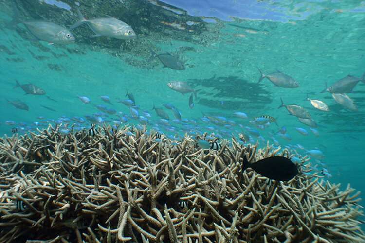 Caribbean coral reef decline began in 1950s and 1960s from local human activities