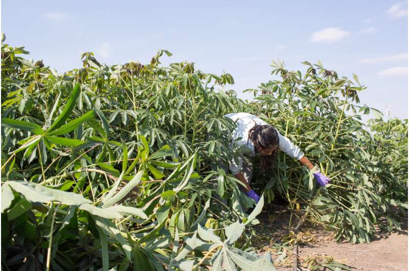 Cassava may benefit from atmospheric change more than other crops