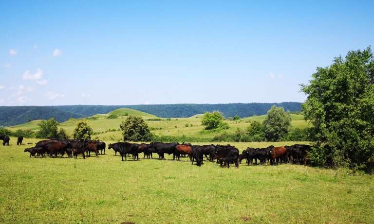 Cattle grazing supports biodiversity in Romania
