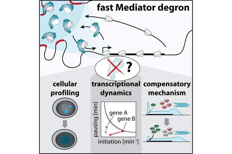 CeMM study reveals how a master regulator of gene transcription operates