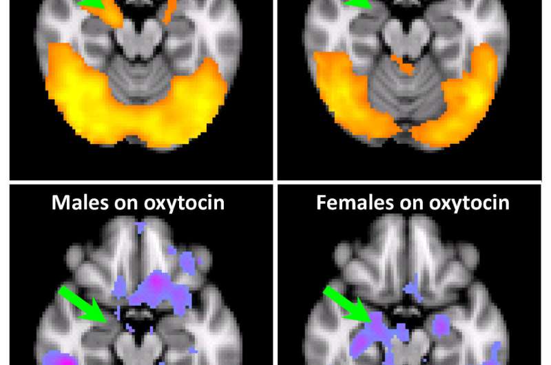 Chemicals between us: Surprising effects of oxytocin on cocaine addiction