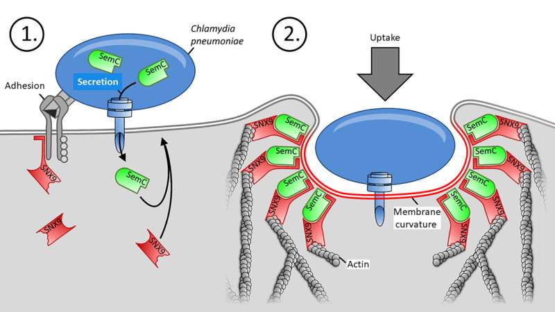 Chlamydia build their own entrance into human cells