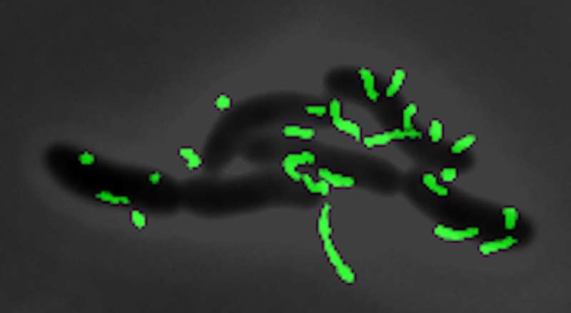 Cholera studies reveal mechanisms of biofilm formation and hyperinfectivity
