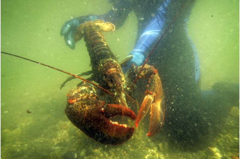 Claws of health? Lobster blood could play role in new drugs