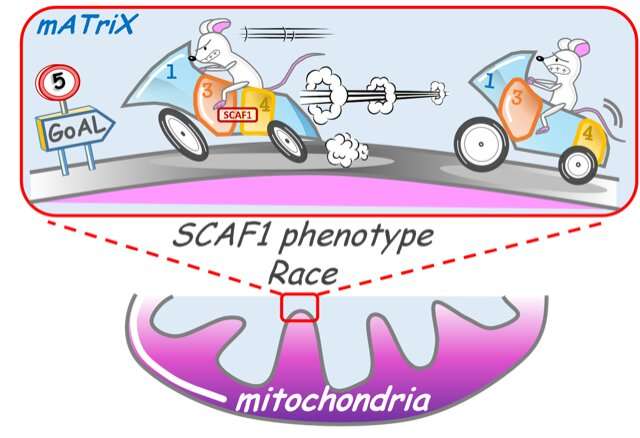 CNIC scientists identify the mechanism that regulates mitochondrial energy production
