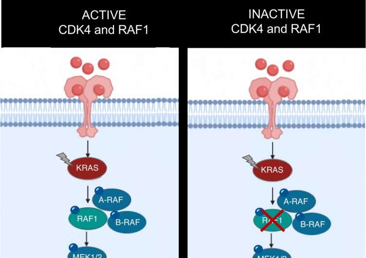 CNIO研究人员开发了一种对抗KRAS突变小鼠肺肿瘤的有效策略
