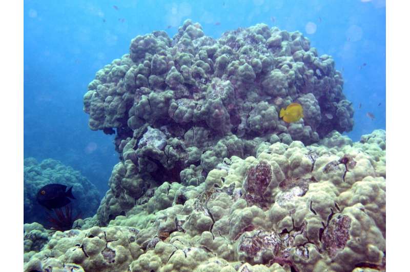 Coastal pollution reduces genetic diversity of corals, reef resilience