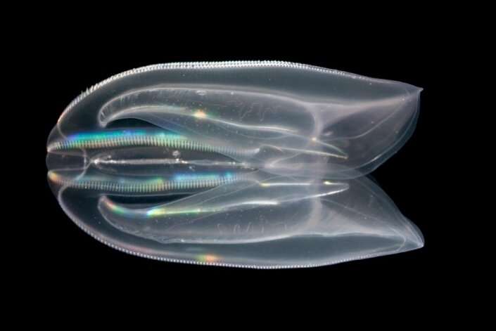 Comb jellies make their own glowing compounds instead of getting them from food
