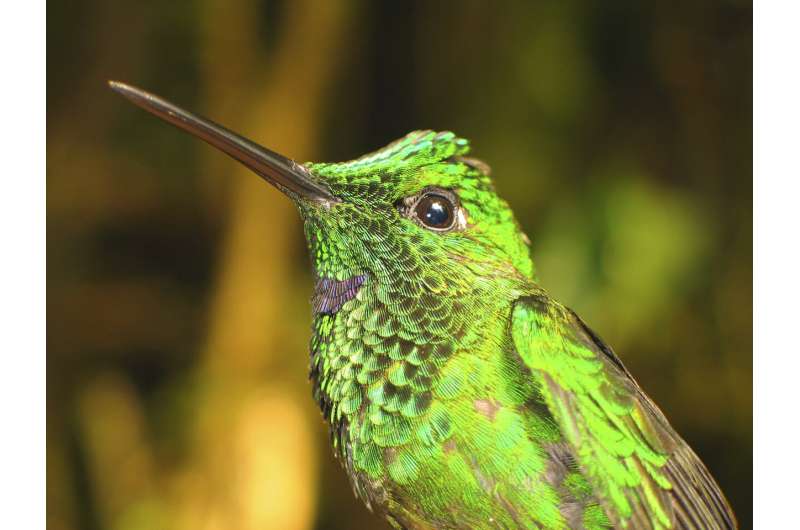 Community science birding data does not yet capture global bird trends