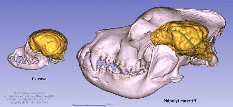 Comparing canine brains using 3D-endocast modelling