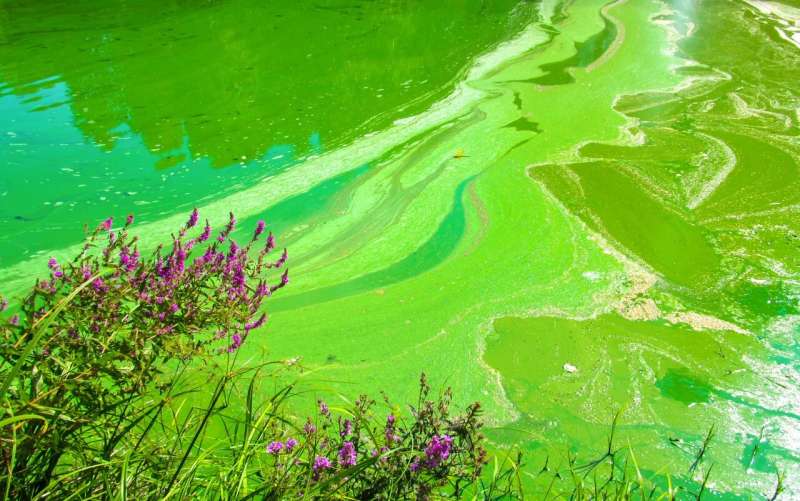 Controlling light could leave toxic algae dead in the water, MU researchers find