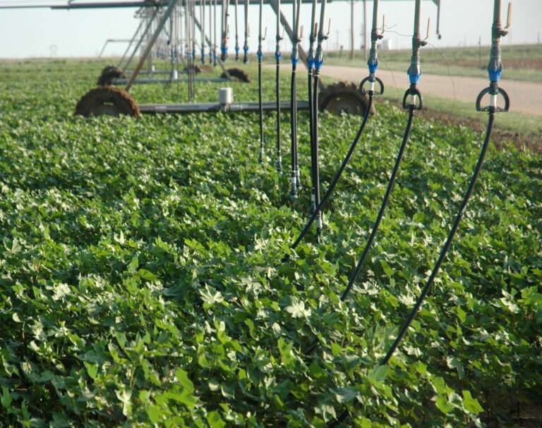 Cotton key player in water conservation in northern High Plains