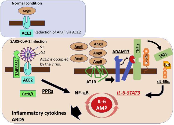 COVID-19 cytokine storm: Possible mechanism for the deadly respiratory syndrome