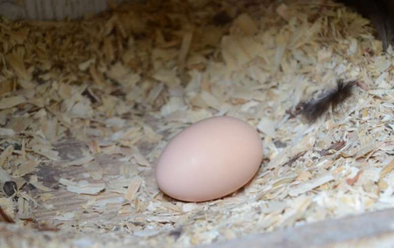 COVID-19 drives surge in at-home egg production