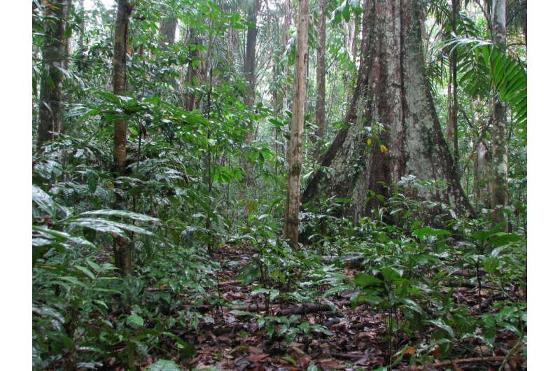 Critical temperature for tropical tree lifespan revealed