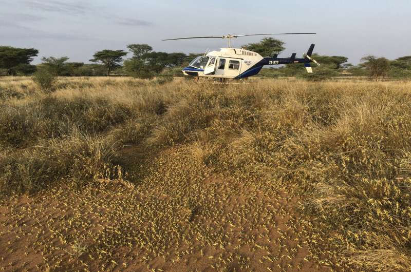 Crunch, crunch: Africa's locust outbreak is far from over
