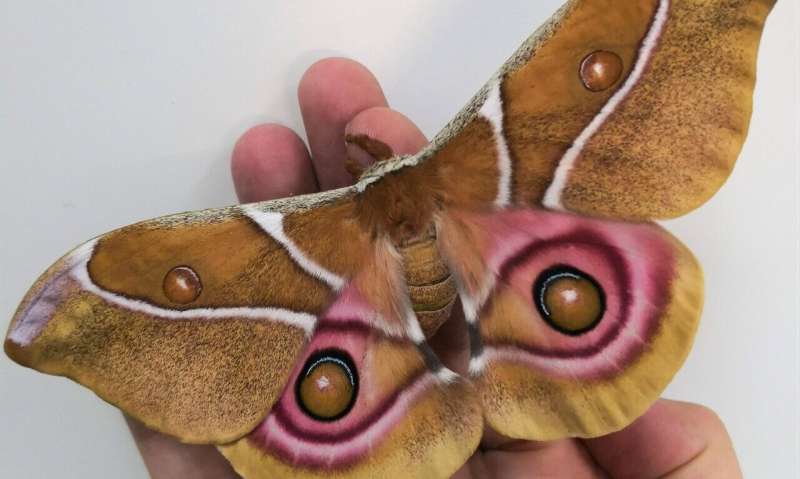 Deaf moths evolved noise-cancelling scales to evade prey