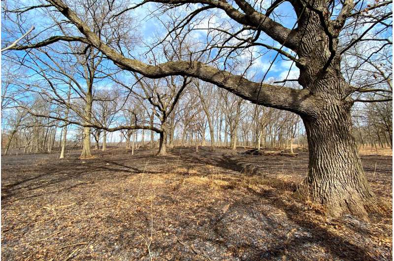 Decades-long effort revives ancient oak woodland