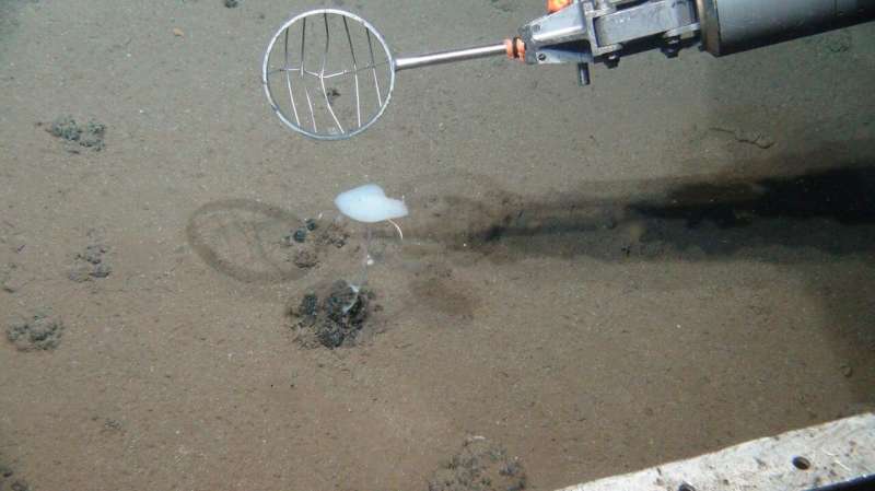 Deep-seabed mining lastingly disrupts the seafloor food web