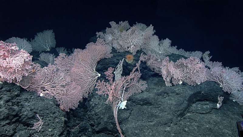 Deep-sea misconceptions cause underestimation of seabed-mining impacts