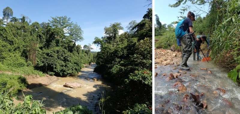 Deforestation in the tropics causes declines in freshwater fish species
