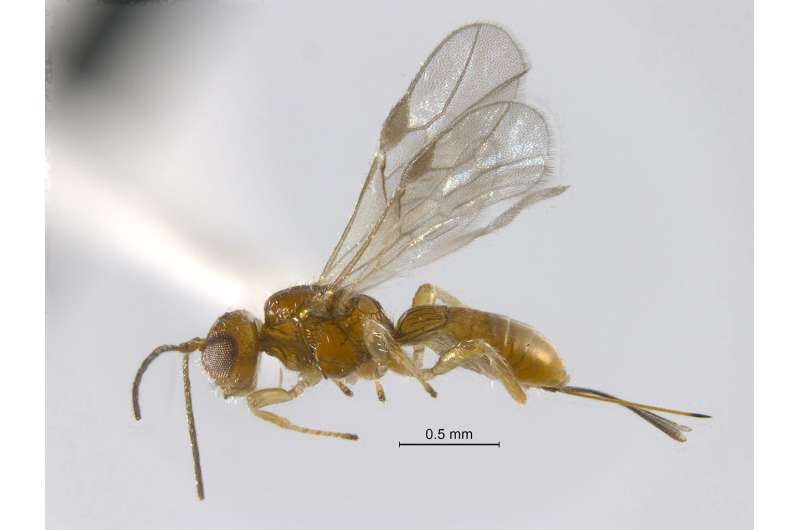 Discovery adds new species to Rice lab’s ghoulish insect menagerie
