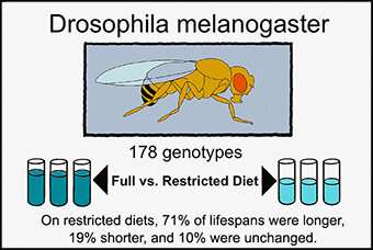 Dissecting fruit flies' varying responses to life-extension diet