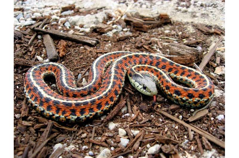 Does Australia really have the deadliest snakes? We debunk 6 common myths