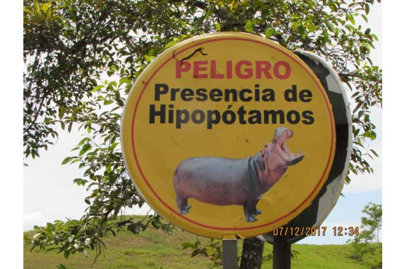 Drug lord's hippos make their mark on foreign ecosystem