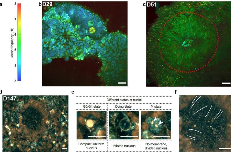 Dynamic full-field optical coherence tomography: 3D live-imaging of retinal organoids