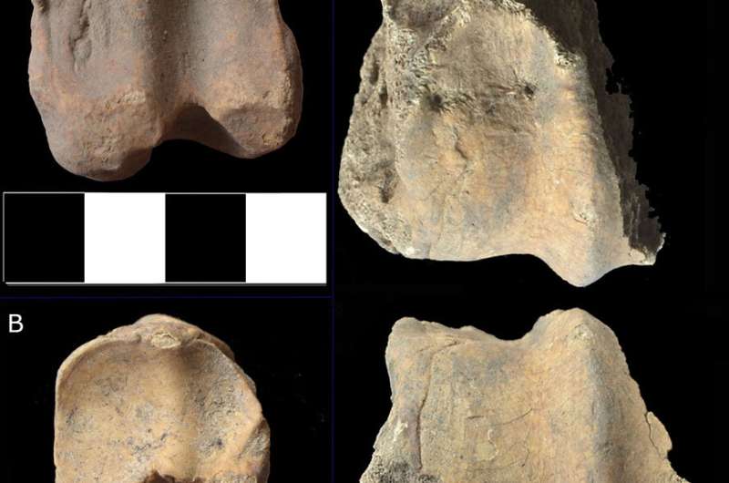 Early African Muslims had a halal -- and cosmopolitan diet -- discovery of thousands of ancient animal