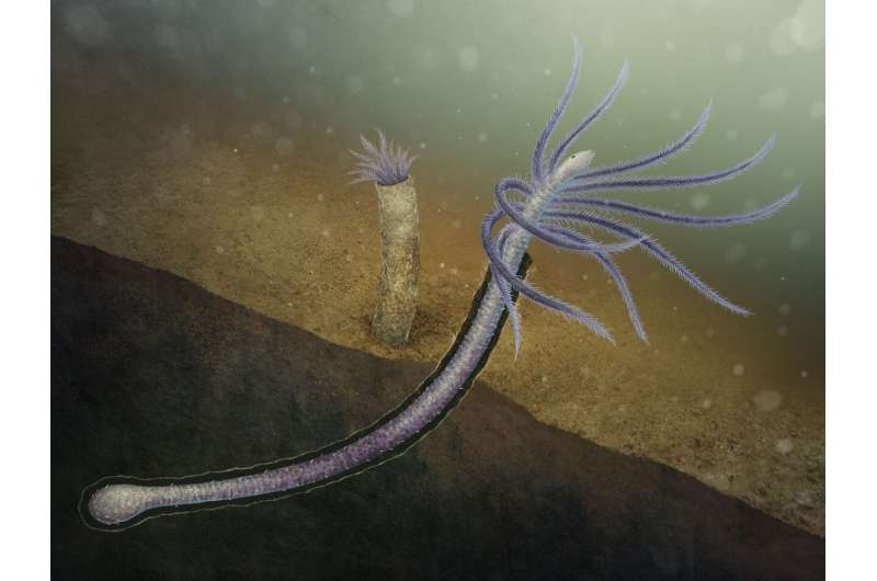 Early worm lost lower limbs for tube-dwelling lifestyle