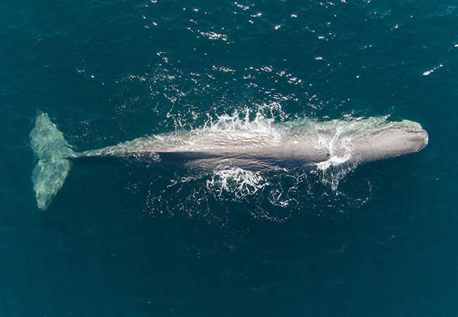 Earthquakes disrupt sperm whales' ability to find food, study finds