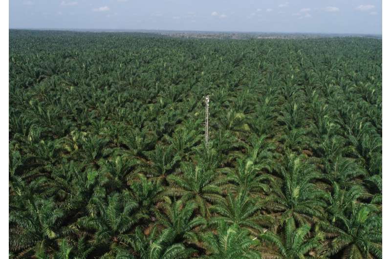 Eco-friendly biodiesel from palm oil?