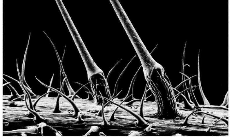 Elasticity key to plants and animals' ability to sting