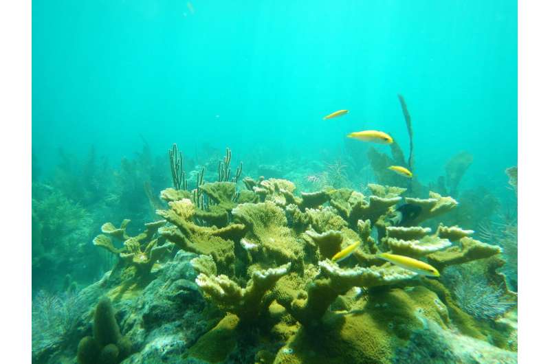 Elkhorn coral actively fighting off diseases on reef, study finds