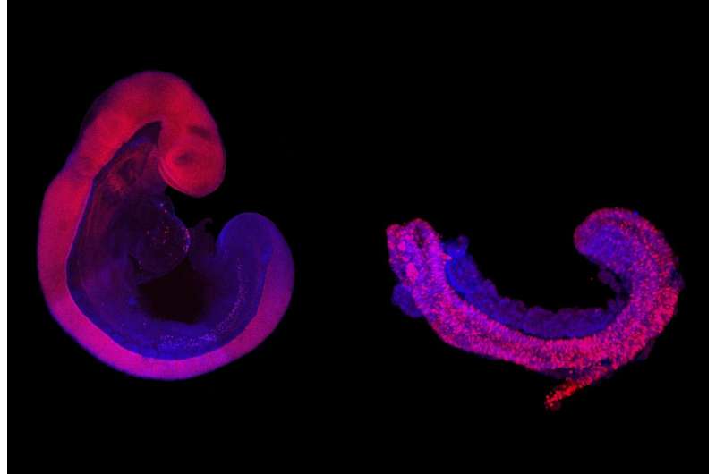 Embryonic development in a petri dish