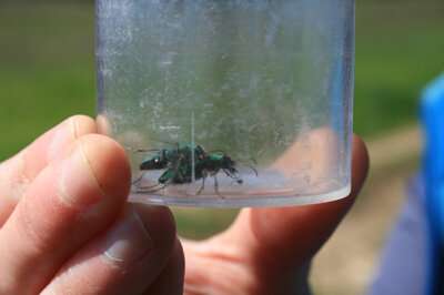 Emerald predators: Ohlone tiger beetles reclaim territory with the help of local scientists