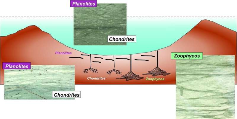 Evolution after Chicxulub asteroid impact: Rapid response of life to end-cretaceous mass
