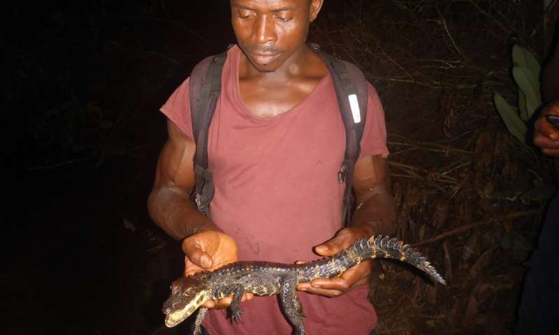 Fanged frogs, dwarf crocodiles and folding tortoises? Welcome to West Africa